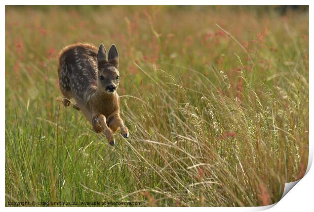 Roe Deer gliding through field Print by Craig Smith