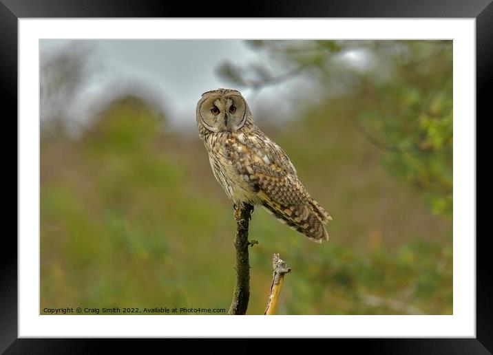 Long Eared Owl  Framed Mounted Print by Craig Smith