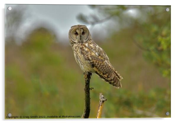 Long Eared Owl  Acrylic by Craig Smith