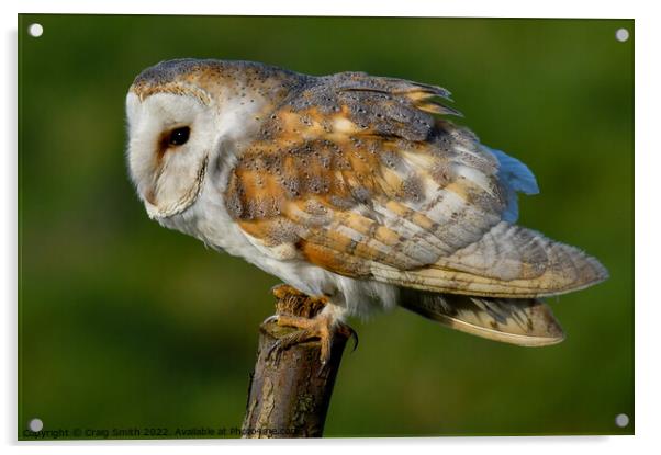 Barn Owl Acrylic by Craig Smith