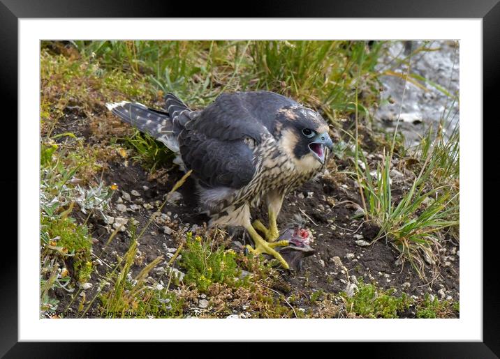 Young Peregrine Falcon  Framed Mounted Print by Craig Smith