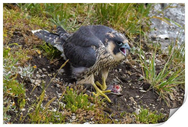 Young Peregrine Falcon  Print by Craig Smith