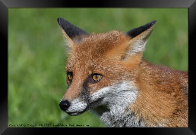 Red Fox Framed Print by Craig Smith