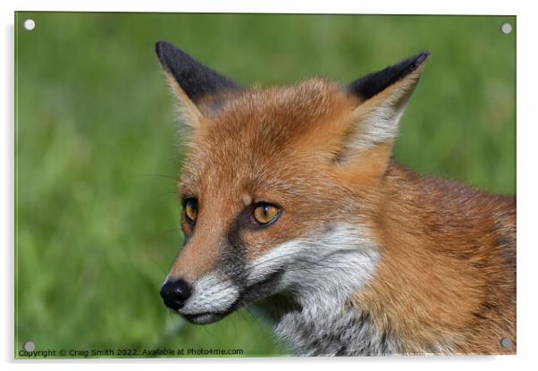 Red Fox Acrylic by Craig Smith