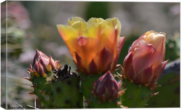 Cactus Flower Canvas Print by Hamid Moham