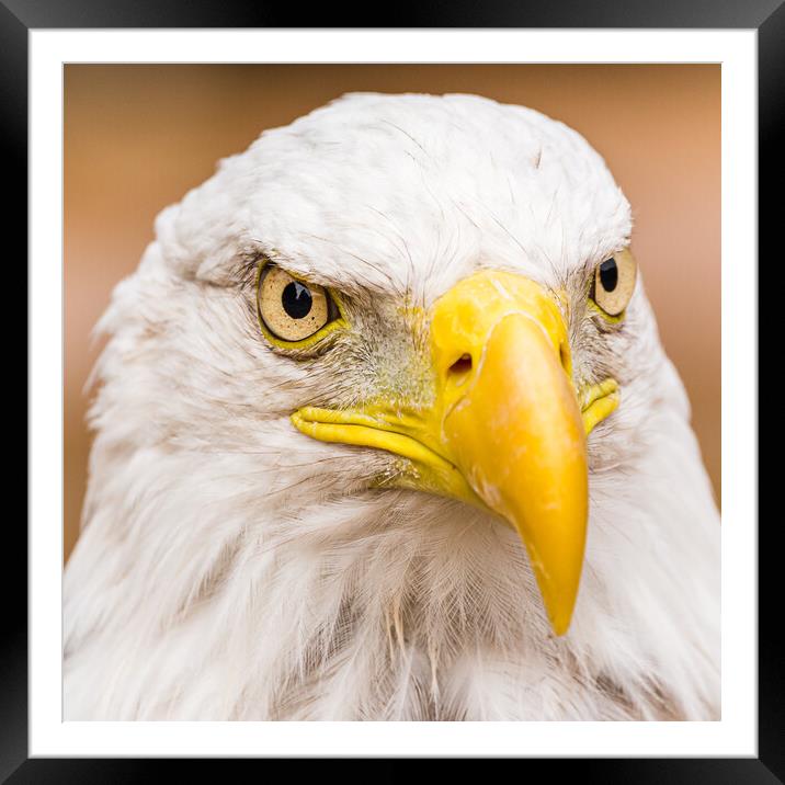 Square crop portrait of a Bald Eagle Framed Mounted Print by Jason Wells