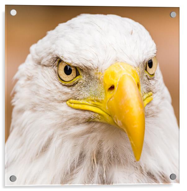 Square crop portrait of a Bald Eagle Acrylic by Jason Wells
