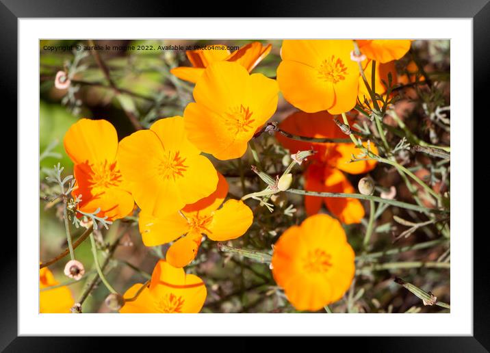 Flowers of California poppy Framed Mounted Print by aurélie le moigne