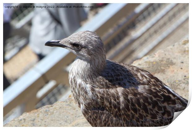 Young seagull on a wall Print by aurélie le moigne