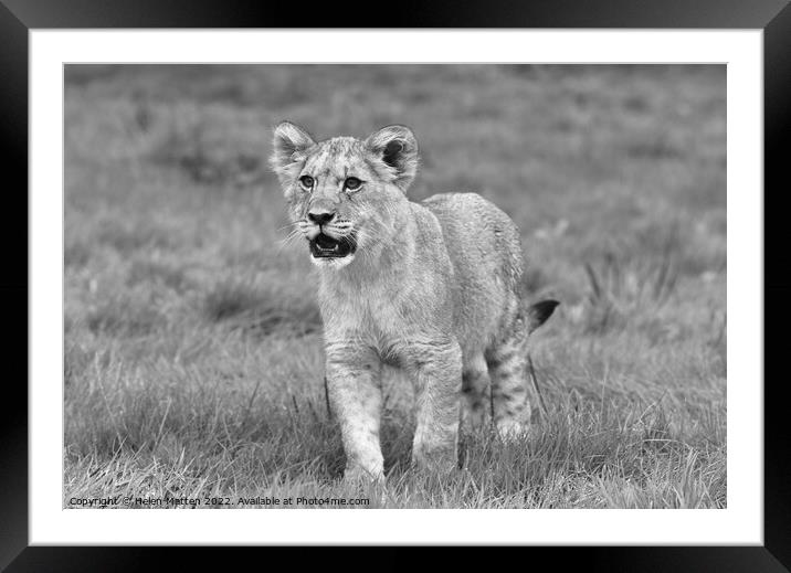 A lion cub in alert mode Black and White Framed Mounted Print by Helkoryo Photography