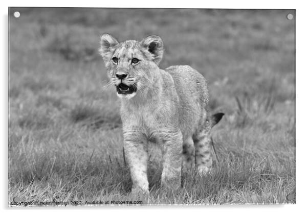 A lion cub in alert mode Black and White Acrylic by Helkoryo Photography