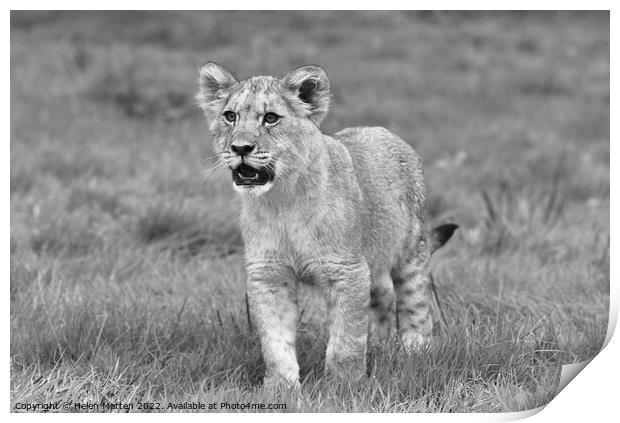A lion cub in alert mode Black and White Print by Helkoryo Photography