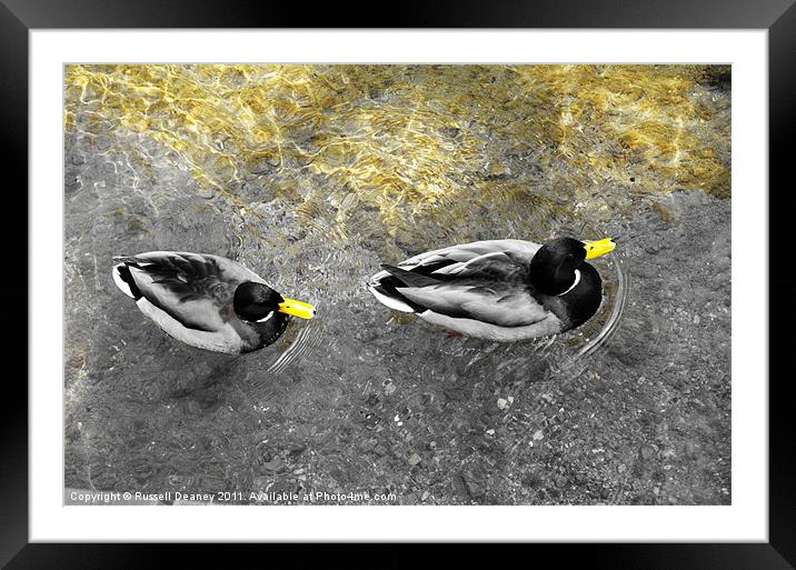 Two male ducks off out for a cruise Framed Mounted Print by Russell Deaney