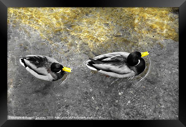 Two male ducks off out for a cruise Framed Print by Russell Deaney