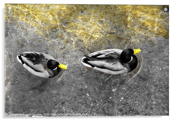 Two male ducks off out for a cruise Acrylic by Russell Deaney