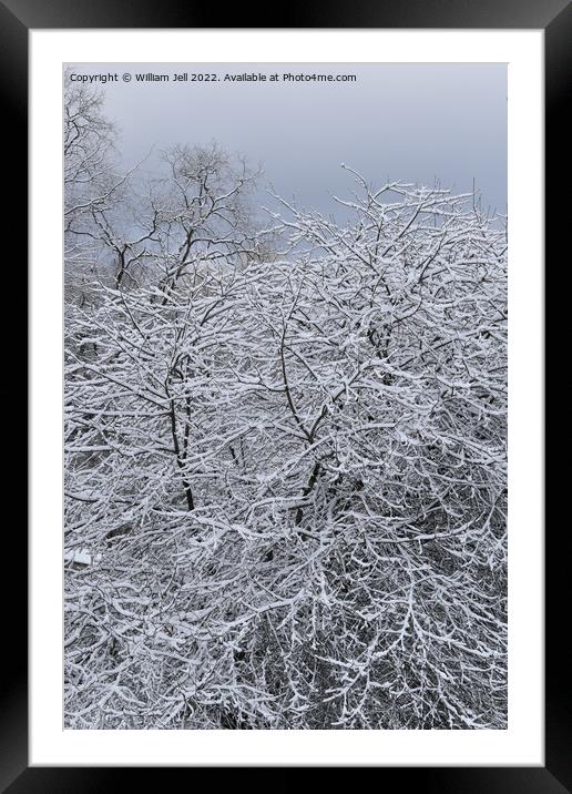 Snow Covered Winter Apple Tree Framed Mounted Print by William Jell
