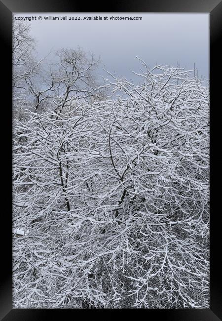 Snow Covered Winter Apple Tree Framed Print by William Jell