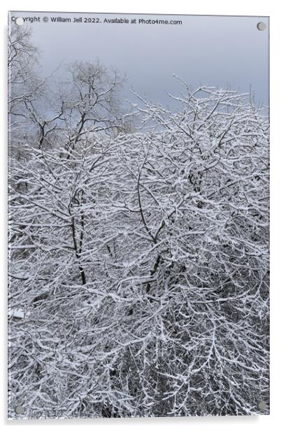 Snow Covered Winter Apple Tree Acrylic by William Jell