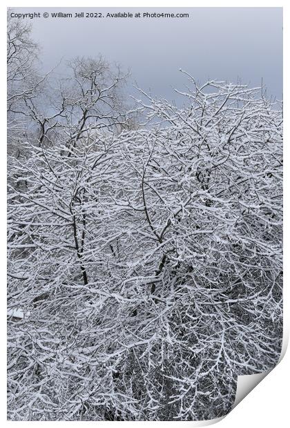 Snow Covered Winter Apple Tree Print by William Jell