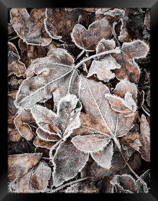 Frosty Garden Leaves After A Haw Frost Framed Print by Peter Greenway