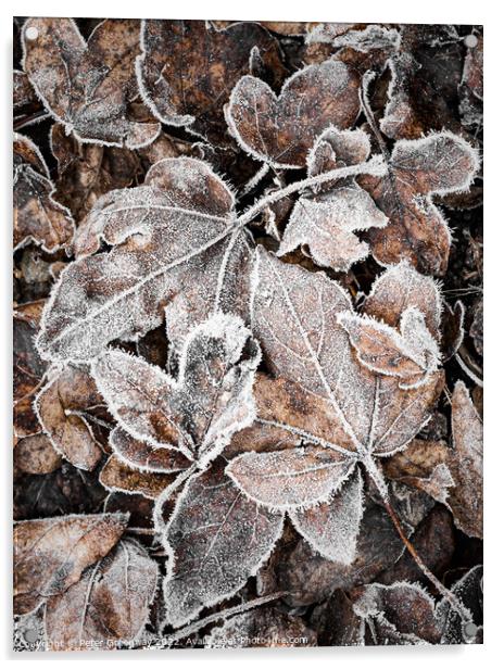 Frosty Garden Leaves After A Haw Frost Acrylic by Peter Greenway