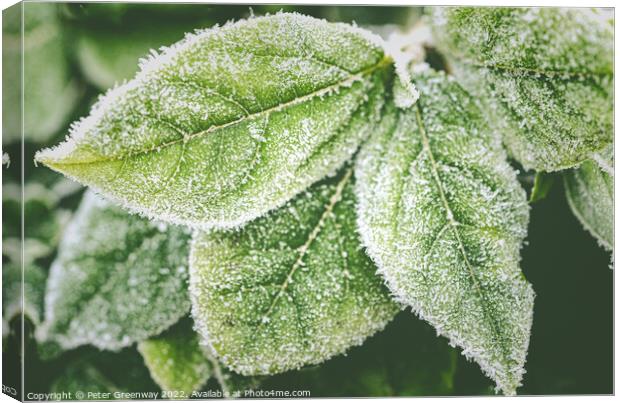 Frosty Garden Leaves After A Haw Frost Canvas Print by Peter Greenway