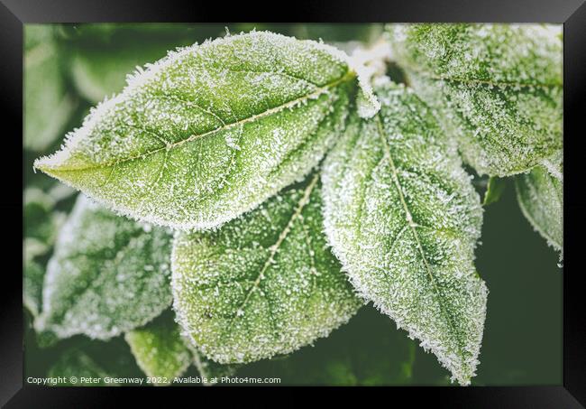 Frosty Garden Leaves After A Haw Frost Framed Print by Peter Greenway
