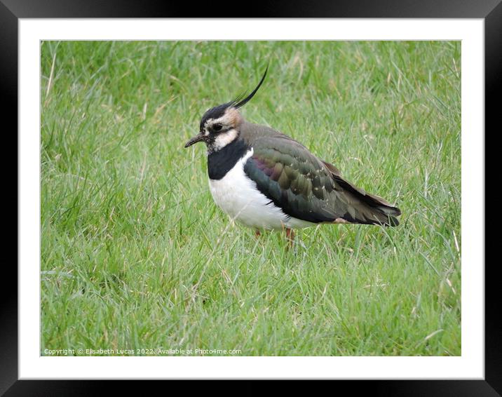 Lapwing in the grass Framed Mounted Print by Elisabeth Lucas