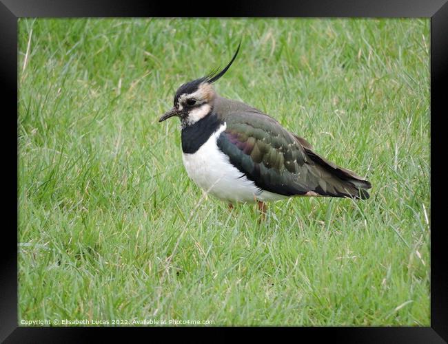 Lapwing in the grass Framed Print by Elisabeth Lucas