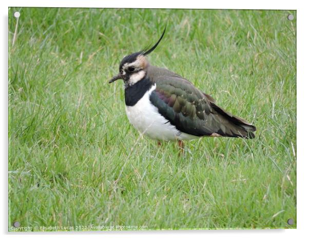 Lapwing in the grass Acrylic by Elisabeth Lucas