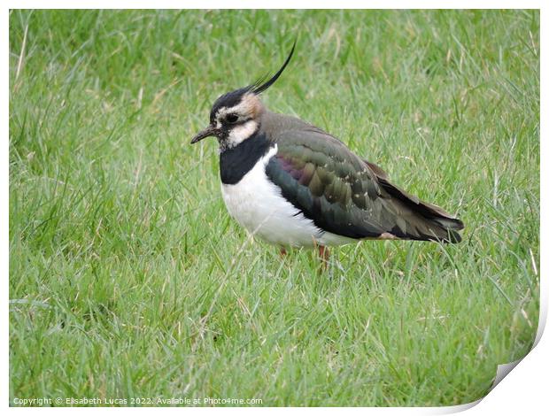 Lapwing in the grass Print by Elisabeth Lucas