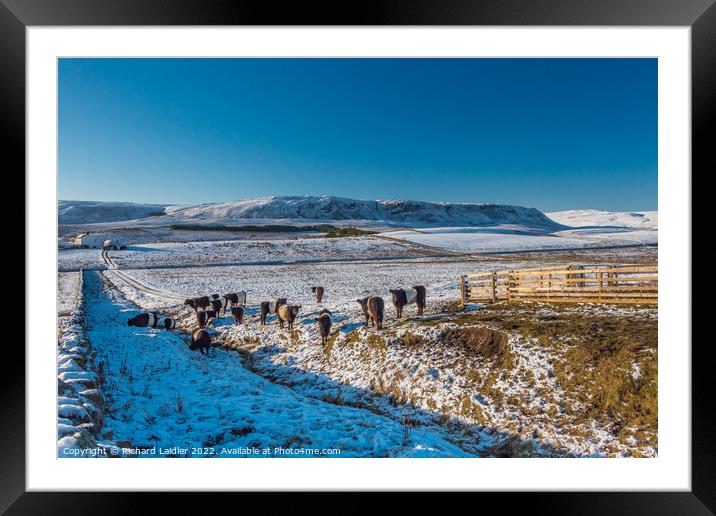 Birk Rigg Belties in Snow Framed Mounted Print by Richard Laidler