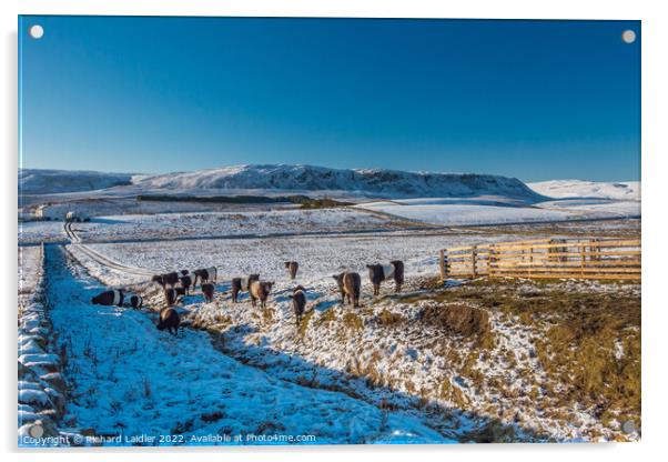 Birk Rigg Belties in Snow Acrylic by Richard Laidler