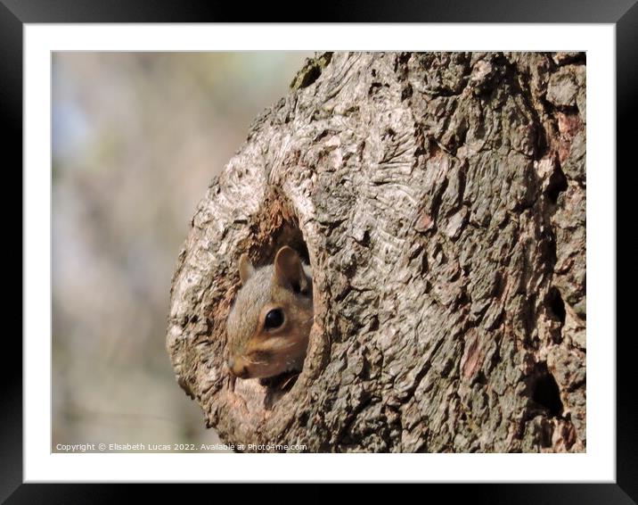 Squirrel peeking out Framed Mounted Print by Elisabeth Lucas