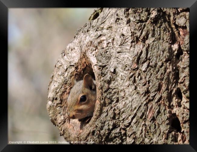 Squirrel peeking out Framed Print by Elisabeth Lucas