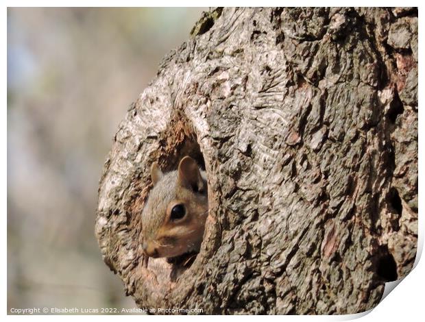 Squirrel peeking out Print by Elisabeth Lucas