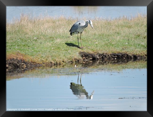 Grey Heron and reflection Framed Print by Elisabeth Lucas
