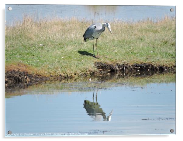 Grey Heron and reflection Acrylic by Elisabeth Lucas