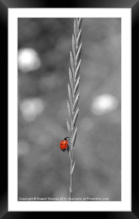 Ladybird in all her Glory Framed Mounted Print by Russell Deaney