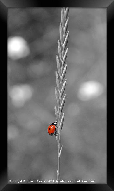 Ladybird in all her Glory Framed Print by Russell Deaney