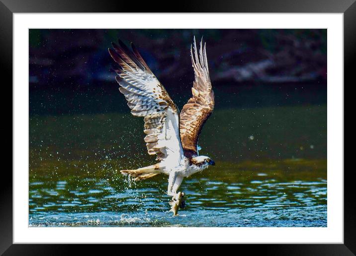 Osprey with catch Framed Mounted Print by Craig Smith