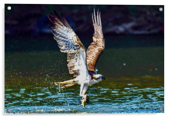 Osprey with catch Acrylic by Craig Smith
