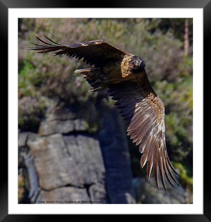 Bearded Vulture - Lammergeier  Framed Mounted Print by Craig Smith