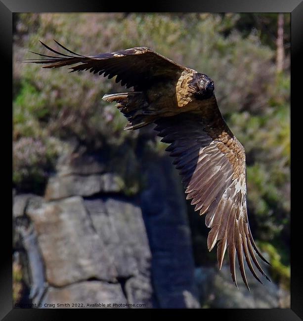 Bearded Vulture - Lammergeier  Framed Print by Craig Smith