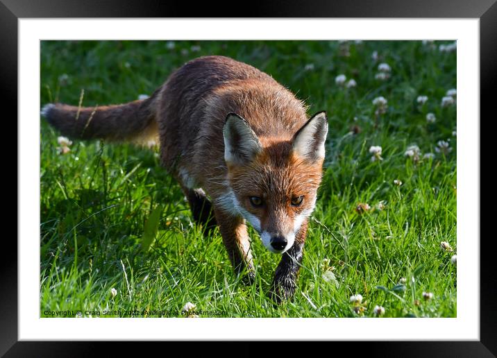 The Red Fox Framed Mounted Print by Craig Smith