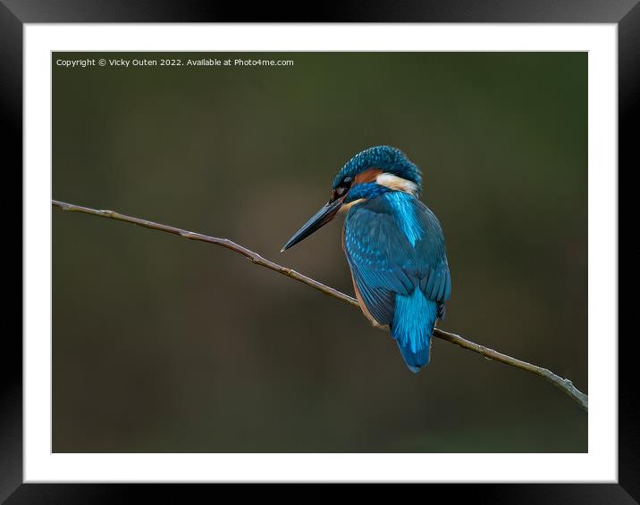 A kingfisher perched on a tree branch Framed Mounted Print by Vicky Outen