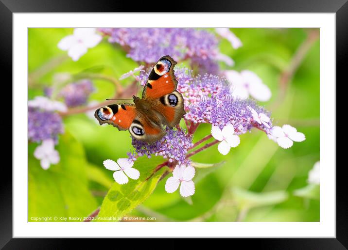 Peacock Butterfly Framed Mounted Print by Kay Roxby