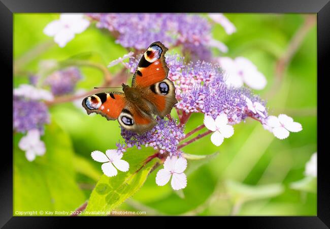 Peacock Butterfly Framed Print by Kay Roxby