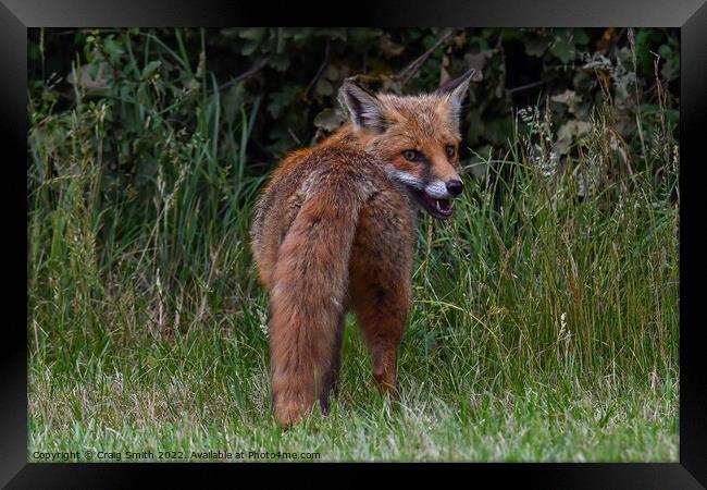 Red Fox Framed Print by Craig Smith
