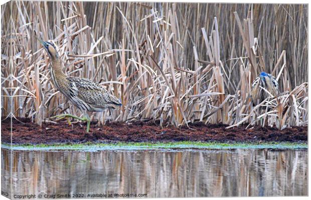 Early morning Bitterns Canvas Print by Craig Smith